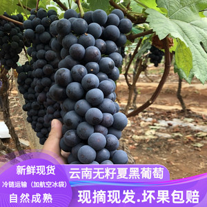 现货云南夏黑葡萄新鲜当季无籽提子应季孕妇水果非红提巨峰黑加仑