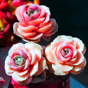 果冻可爱玫瑰多头老桩/新手容易室内多肉植物盆栽花卉窗台防辐射