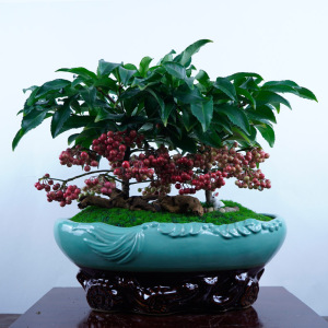 富贵籽盆景鸿运果小红果新年盆栽红红火火寓意吉祥室内外常绿植物