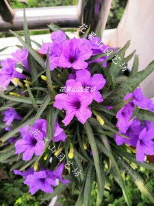 84蓝紫色重瓣丹麦梦露风铃花草盆栽植物带花苞室内客厅花卉四季易活
