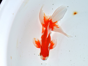 水族观赏鱼 金鱼精品俏色红白凤高 狮子 大尾巴鱼 渔场直销