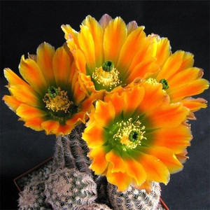 仙人球 达氏青花虾绿花鹿角柱属明石丸三光丸丽光丸折墨虾翁锦虾