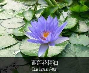 蓝莲花精油