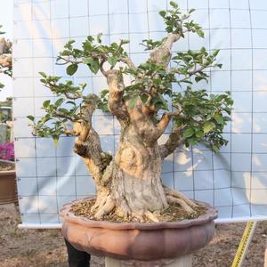 精品三角梅盆景树老桩大型紫色花庭院造型勒杜鹃叶子花卉绿植盆栽