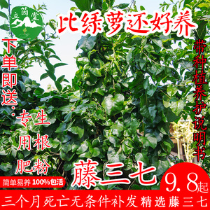 野外藤三七植物苗食药用土田七种子根茎室外易活花卉爬藤绿植盆栽