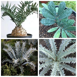 非洲蓝棘叶铁树 encephalartos horridus盆景盆栽多肉防辐射块茎