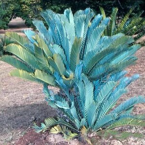 非洲莱曼尼蓝叶铁树 encephalartos lehmannii盆景盆栽防辐射常青