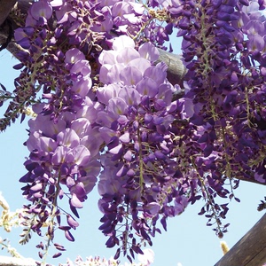 【已经下市 勿拍,不发货】新鲜葛花野菜4斤食用蒸菜紫藤花菜22年