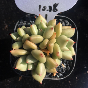 黄金象牙多肉植物 玉珠东云 象牙多肉 进口多肉 一物一拍 小群生