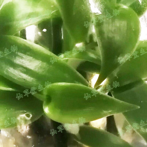 香荚兰组培苗瓶苗洗出苗香草兰香草兰苗xct上海仙草堂生物