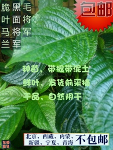 马来西亚直立黑面将军脆叶马兰草毛将军带根种苗鲜叶干叶东莞发货