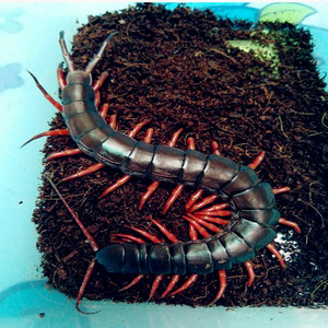 越南巨人蜈蚣活体宠物蜈蚣黄橙红脚15-20cm 凶猛包邮包风险