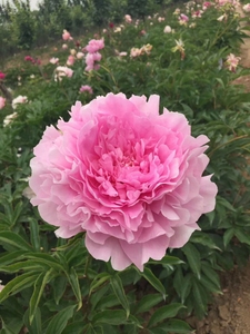 欧美芍药,莎拉 · 伯恩哈特,进口多层重瓣包对版包成活