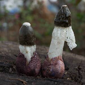 新鲜竹荪菌竹花云南野生短裙贵州织金鲜竹笙红托足荪煲汤食材500g