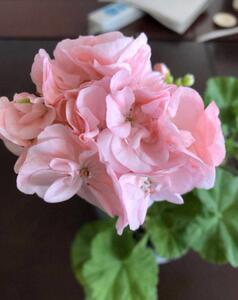 四月新品 直立天竺葵 北欧女孩 芭蕾舞 蓝色春天 布莱津 丹麦女王