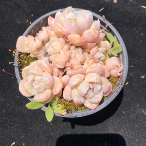 梦露园艺淘宝汉堡泰尼汉堡多肉植物  肉肉植物 萌肉肉组合盆栽绿植