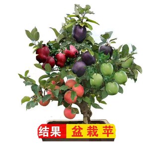 花盆栽花卉地栽嫁接一树多果南北方耐寒室外种植当年结果矮化盆景