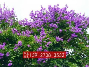 大叶紫薇8公分袋苗 12公分洋紫薇移植苗 广东绿化苗绿化树苗工程