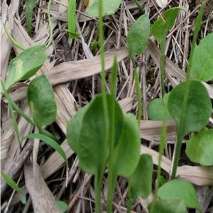 008人付款淘宝青木香中药材 500克包邮 独行根 青藤香 蛇参根 铁扁担