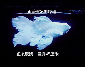 贵妃蝴蝶鲤球体蝴蝶鲤短身台湾蝴蝶鲤鱼龙鲤金龙凤锦鲤观赏鱼