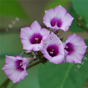 裂叶茑萝 爬藤 五角星花种子 紫色 三裂叶薯5粒装 美丽的小牵牛