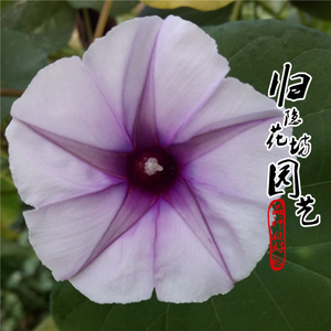 夕颜花种子紫夕颜 紫色月光花 5粒装 爬藤稀有攀援植物傍晚开花卉
