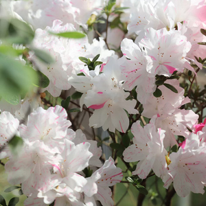 【嘉瑞】花园灌木东洋杜鹃蓝樱,白鸳鸯锦开花盆栽苗