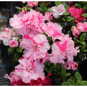 五宝绿珠杜鹃花