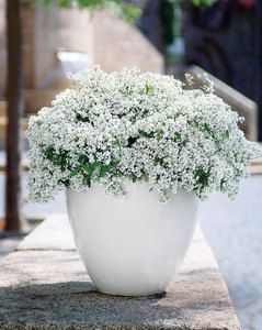 [嘉瑞]钻石霜 新品重瓣禾叶大戟euphorbia graminea 盆栽苗