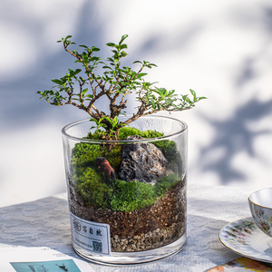 苔藓微景观桌面青苔造景绿植物闷养鱼缸办公室水培盆栽摆件生态瓶