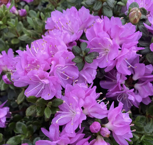 稀有品种东洋杜鹃花日本深山雾岛系列藤重超耐寒室内外庭院小盆栽