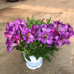 六出花盆栽带花