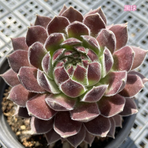 黑球长生草多肉植物芙蓉卷娟一物一拍含盆栽好花卉好养美观耐低温