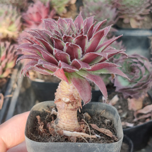 长生草多肉植物老桩缀化新品套餐组合新手福利耐寒耐旱花卉绿植好