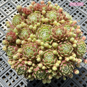 皮克尼斯长生草多肉植物一物一拍带盆栽好易爆盆好养耐冻草莓卷娟