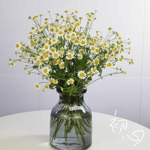 鲜花 小雏菊 洋甘菊 风铃 云南直发 家庭家用插花 装饰送礼 包邮