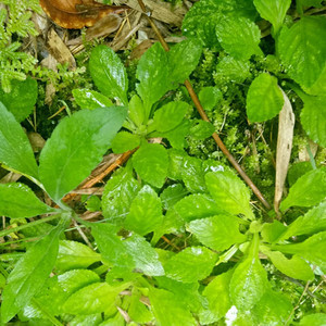 新鲜草药抽脓白白花地丁现挖现发500克