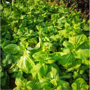 白菜苔新鲜湖南