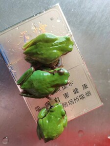 华西雨蛙树蛙活物爬宠华西树蛙雨林缸造景姥爷树蛙