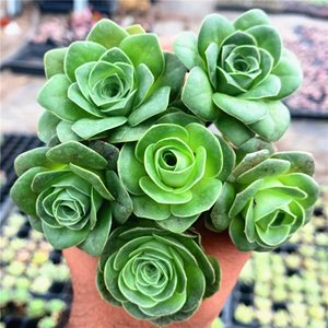 多肉植物酒杯玫瑰盖瑞米尔粉耶罗贵货罕见品种办公室拼盆窗台阳台