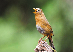 画眉打鸟斗鸟活体