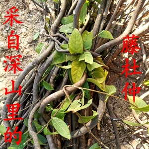 南岭山区野藤杜仲根九牛藤杜仲藤毛杜仲瑶药红九牛无硫干货中药材