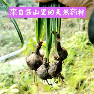 新鲜现采南岭山区冷背中药材石蒜老鸦蒜独蒜鬼蒜龙爪草彼岸花种苗