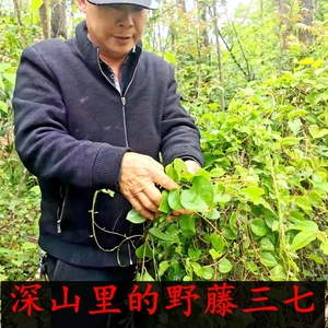 南岭山区野生藤七藤三七苗川七藤新鲜藤七茎叶土三七落葵根中药材