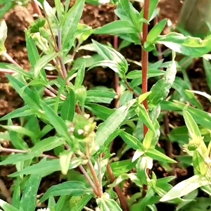 南岭山区墨旱莲旱莲草莲子草新鲜现采食用墨菜天然无硫干货中药材