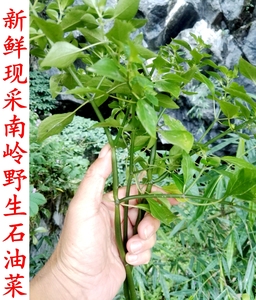 南岭山区新鲜现采天然食用石油菜石花菜石苋菜肥猪菜打不死中药材
