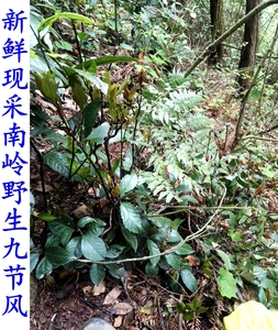 南岭采药人新鲜现采野生九节风草珊瑚肿节风九节茶满山香中草药材