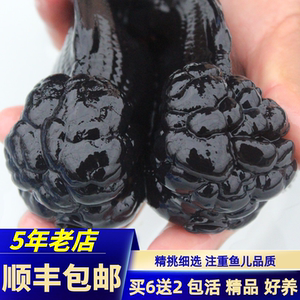 黑国狮金鱼狮子头精品黑白三色国狮鱼金鱼活鱼观赏鱼包活好养