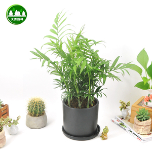 袖珍椰子 绿植水培植物小盆栽室内办公桌观叶盆景防辐射吸甲醇