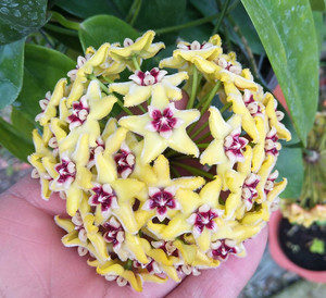 姗姗园艺 海尔孔球兰(hoya halconensls)大花球 室内绿植